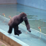 Here Aruna takes a running jump into the water. He seemed to take great pleasure in making as big a splash and as much noise as possible. It is often stated that gorillas are afraid of water, or will not enter water, whether in the wild or under zoo/captive conditions. While this clearly did not apply to Aruna and Imade, it is worth mentioning that our chimpanzees always avoided getting wet and only entered their moat under occasional extreme duress. 1970.