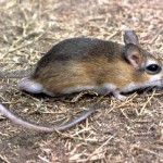 Dr David Happold, ex Zoology Department, University of Ibadan, who wrote the definitive book 'The Mammals of Nigeria' in 1987, has kindly identified this animal as the slender tateril (Taterillus gracilis). It would have come from the savanna areas north of Ibadan but I have no detailed information.