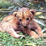 This month old lion cub (Panthera leo) was brought to the Zoo when about ten days old by a hunter who had apparently killed the mother near Kishi, about 140 miles by road north of Ibadan. There was also at least one sibling that did not survive. Ibadan, 17 July 1966.