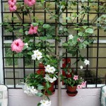 A pink hibiscus with dipladenias intertwined between the lower branches. A beautiful and peaceful little world of our own, where we can sit and meditate, chat, drink a coffee or perhaps an ice-cold limoncello from Sorrento.... Photo 2014. 