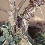 As a first attempt to show reptiles to visitors more effectively and attractively, I built a circular, walled anclosure in 1964 where several species of snake could be kept together and viewed safely from across the top of the wall. This exhibit was a big success with visitors.