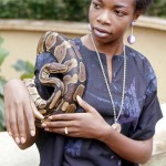 Zoo visitor with royal python (Python regius). July 1969. 