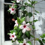 From our living room we can look through some of the windows into the conservatory and see many of the hibiscus growing there. Photo July 2014.