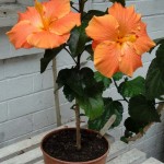 This 50cm high 'Lae Orange' hibicus was grown from a cutting taken last year (2013) and is already producing flowers. Photo July 2014.