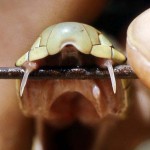 Fangs of green mamba (Dendroaspis jamesoni). The fangs of the mambas and cobras are fixed (immovable), unlike those of the vipers which are hinged (see a viper's fangs on page 6 of this section). The fangs are hollow and deliver a neurotoxic venom. The speed of the mamba and the toxicity of its venom make it a very dangerous snake, including to humans. Ibadan, 1968.