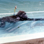 As time went by, Aruna became more and more skilled at moving through the water, which he appeared to enjoy. After kicking off from the moat bottom or pulling on the underwater barrier, he seemed to be able to propel himself over a greater distance by stretching one or both arms out in front of him. 1970.