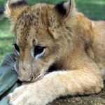 Moshi in October 1966. Unfortunately, this animal, while at first appearing to do well at the Zoological Garden, died on the 18th January 1968. The post mortem examination showed that Moshi had heart damage and I feel it very likely that this damage originated in Moshi's conditions and treatment by the hunter during the first few days of his life. 