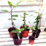 More plants from last year's cuttings, some producing flower buds. Photo July 2014.