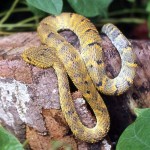 Green tree viper (Atheris sp.). Bafut, Cameroon, February 1965.