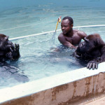 Augustine Udoh was one of the three ape keepers and here he joins the gorillas in the moat. The moat water was filtered, chlorinated and circulated to maintain hygiene. 1970.