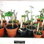 Some of this year's hibiscus cuttings. They are still in a propogator which supplies heat under the base of the pots, maintains high humidity and has a thermostat for air temperature control. The many different hybrids vary in the conditions they need for successful propogation from cuttings. Photo July 2014.