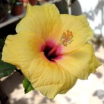 This hibiscus, with its rather small flower about 9cm/3.5in across, was taken as a cutting (with the eventual, reluctant permission of the owner) from a plant growing in Piazza Lauro, Sorrento, Italy. The man said it was 'molto ridicolo' to think you could make new plants from a few bits of stem. Photo July 2014.