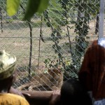 The arrival of Moshi, and later a pair of imported lions, made it essential that proper accommodation be provided for the animals. We thus constructed a large enclosure and building on a grassy area of the Zoo where a number of small trees also grew. Christmas 1967. 