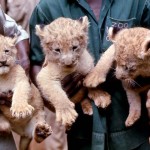 Apart from the unfortunate death of Moshi, our lions did very well at the Zological Garden; they produced a number of litters of cubs which were sent to other zoos in Nigeria and abroad. The new lion exhibit helped to attract more visitors. By 1979 the Zoo was receiving nearly a quarter of a million paying visitors each year, more than any other public attraction of any kind in Nigeria. 1970.