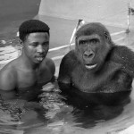 Michael Iyoha was the senior ape keeper. This photo was published in the London Daily Telegraph newspaper. 1970.