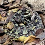 Rhinoceros viper (Bitis nasicornis). This viper is well camouflaged when resting on leaves and other vegetation. Bafut, Cameroon, March 1965.