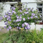 This and the following two photos are of Hibiscus syriacus. This hardy, deciduous hibiscus is available in several different flower colour forms. The plant in these photos grows in a sunny position in our garden in Bristol and produces a profusion of flowers in late summer. Photo August 2014.