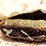 Head of rhinoceros viper (Bitis nasicornis). The 'horns' on the snout are enlarged scales. 1965.