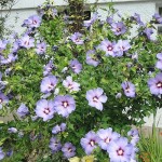 Hibiscus syriacus. This plant was grown from a cutting several years ago. It has grown into a shrub that requires some pruning most years in order to maintain its shape and size. Photo August 2014.