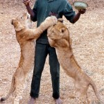 The keeper, Nicholas Eze, with some older cubs bred at the Zoological Garden. 1971.