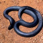 Burrowing viper (Atractaspis sp.). These small vipers live mainly underground and feed on small mammals and lizards. Bafut, Cameroon, March 1965.