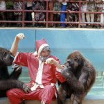 At Christmas 1970 I was Father Christmas for the children of the staff living on the campus of the University of Ibadan. After I finished delivering Christmas gifts on Christmas morning, I decided to visit the gorillas. At first they didn't recognise me and were quite aggressive towards me. It was only after I spoke that they realised who I was and allowed me to enter their enclosure. 1970.