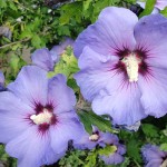 Hibiscus syriacus. The flowers are approximately 9cm/3.5in across. Photo August 2014. (PLEASE NOTE THAT THESE THREE IMAGES OF H. syriacus ARE THE ONLY ONES OF THIS SPECIES ON THIS SITE. ALL OTHER IMAGES ARE OF THE TROPICAL HIBISCUS H. rosa-sinensis).