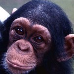 This young female chimpanzee (Pan troglodytes) was cofiscated from hunters who brought it to the Zoo, having allegedly captured it in south-east Nigeria. August 1967.