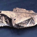 Gaboon viper (Bitis gabonica). Ibadan area, April 1965.