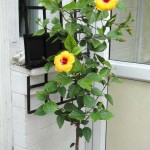 Now back to Hibiscus rosa-sinensis. This plant was grown from a cutting taken on the island of Kefalonia, Greece, in 2010. Photo August 2014. SEE ALSO NEXT PHOTO.....