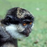 Dr Thomas Butynski, Director of the King Khalid Wildlife Research Center, Riyadh, Saudi Arabia, has kindly identified this monkey as the Nigerian white-throated guenon (Cercopithecus erythrogaster pococki), found in the forests of southwestern Nigeria. This captured specimen was photographed in Ibadan, 1967.