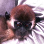 Young white-collared mangabey (Cercocebus torquatus). Southern Nigeria, October 1964. In the case of animals such as this mangabey that were brought to the Zoo by hunters, farmers or various middle-men hoping we would buy them (usually we didn't), it was often difficult to be sure where the animal/s had originated from. In such cases I can only make the broadest of statements re area of origin.