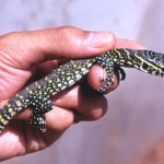 Young Nile monitor (Varanus niloticus). Ibadan area, May 1964. 