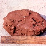 Termites are obviously not mammals, but so many mammals and birds feed on termites that these photos are of interest. An unopened queen termite chamber dug out from within a termite nest was brought to me. Species unknown. Precise area of origin unclear, but probably northern Nigeria. 20 March 1964.