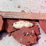 The chamber was broken open to reveal the queen termite and a number of male termites. 20 March 1964.