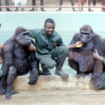 These three ape keepers built up very close relationships with the gorillas and also our group of chimpanzees. From the left is senior keeper Michael Iyoha, Nicholas Eze and Augustine Udoh. 1971.