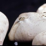 1. This and the four following images are of eggs of an emerald snake (Gastropyxis smaragdina) hatching. Ibadan, March 1967. Here the first few slits can be seen in the egg shell; these are made by the young snake using an egg tooth at the front of its mouth. 