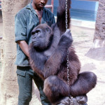 When the outside enclosure was newly opened we left a number of trees for the gorillas' use. However, we soon added a number of climbing frames, platforms and other apparatus. 1971.