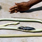 Green mamba (Dendroaspis jamesoni). Killed on the University of Ibadan campus and then cut open to reveal its most recent meal - a black rat. February 1968.