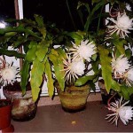 This cactus is commonly known as queen of the night. However, the literature on the several species of cactus known by this name is confusing - this may be a species of Epiphyllum or Selenicereus, for example; it may well be a hybrid. Any information or comments would be welcomed - see 'contact' button above. Photo 2012. SEE ALSO NEXT PHOTOGRAPH....