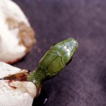 4. The entire head is now visible. Usually all the snakes within the same egg clump hatch at around the same time.