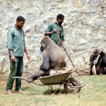 Naturally, the enclosures were cleaned every day, but occasionally a rather more thorough tidy up was necessary. 1971.