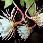 This plant flowers once or twice each summer, with several flowers at each blooming over 2 or 3 nights. The flowers open as darkness falls; they have an extremely sweet, powerful scent. Before dawn they wilt and droop, presumably (in wild-growing plants) after pollination has occurred. My plants have never set seed. The above specimen is over 40 years old (in 2014) and has been reduced in size several times. Photo 2012.