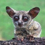 Almost certainly a Senegal galago (Galago senegalensis). Brought to Ibadan from northern Nigeria but precise area of origin unclear. 15 October 1964.