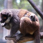 Mongoose lemur (Lemur mongoz) with her baby born a few days earlier. A small group of these animals was imported from Madagascar. Zoological Garden, April 1973.