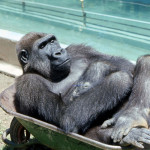 Whenever he thought the keepers weren't looking, Aruna grabbed an empty wheelbarrow and snuggled inside it with evident delight. 1971