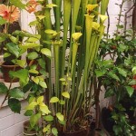 Sarracenia flava, the yellow pitcher plant, from North Carolina to Florida. Several varieties are recognised. The pitchers here are approx. 80cm/32in high. Photo 2013.