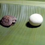 Newly hatched forest hinged tortoise (Kinixys homeana) with unhatched egg. Southern Nigeria, 3 May 1967.