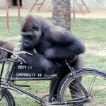 Aruna spent much time with this bicycle whenever he could (only when keepers were present), and it has to be said gave a strong impression that he was trying to work out how to ride it as he had seen his keepers do. 1971