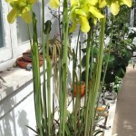 New growth starts in early spring with flower production, soon followed by pitcher-shaped leaves. Both flowers and pitchers grow very rapidly. Photo 2014.